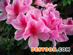 紫花杜鹃