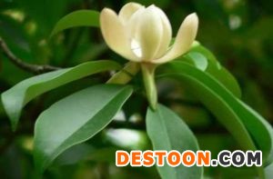木莲